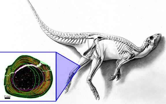 Polar-dinosaur-LS.jpg