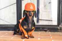 Dachshund Dog on a construction site wearing a helmet and fluro orange vest
